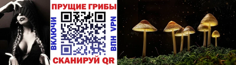 Галлюциногенные грибы Psilocybine cubensis Домодедово